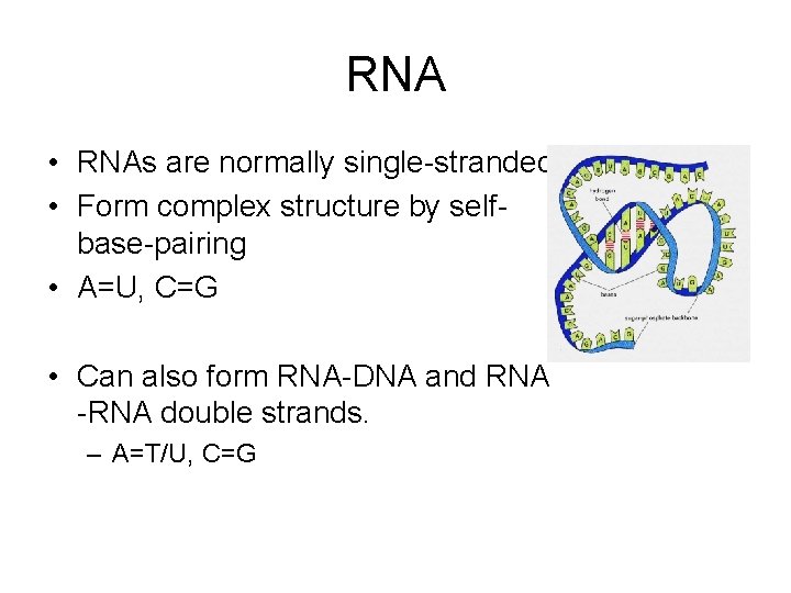 RNA • RNAs are normally single-stranded • Form complex structure by selfbase-pairing • A=U,