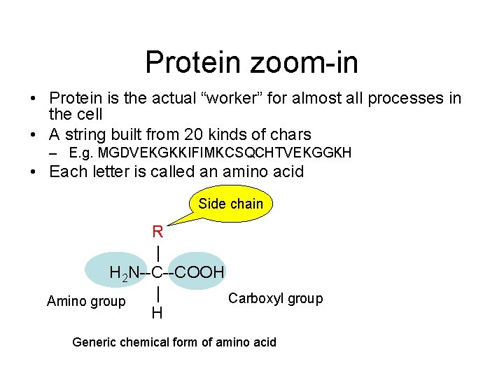 Protein zoom-in • Protein is the actual “worker” for almost all processes in the