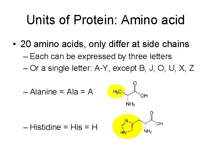 Units of Protein: Amino acid • 20 amino acids, only differ at side chains