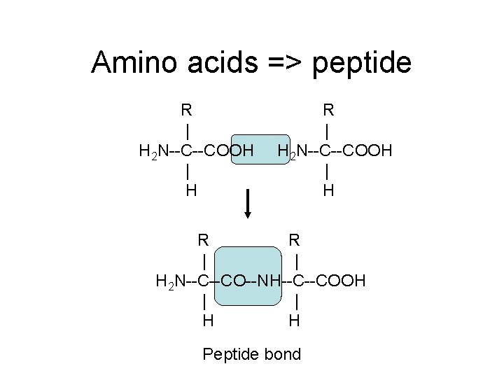 Amino acids => peptide R | H 2 N--C--COOH | H R R |