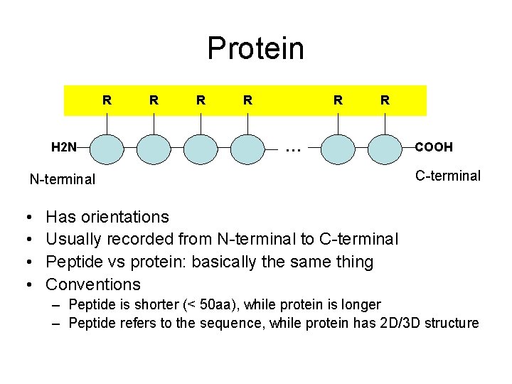 Protein R H 2 N R R R … N-terminal • • COOH C-terminal