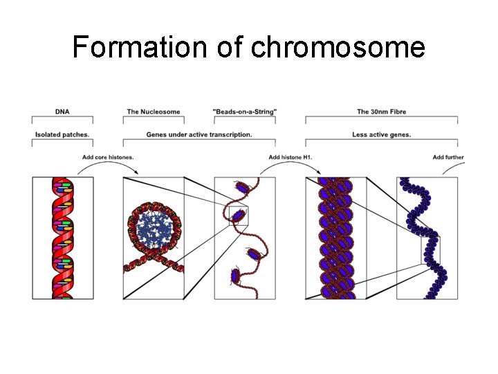 Formation of chromosome 