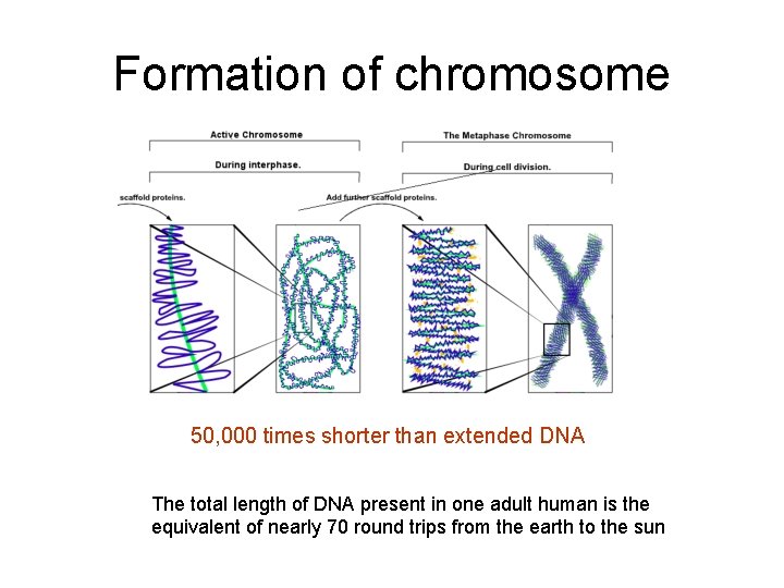 Formation of chromosome 50, 000 times shorter than extended DNA The total length of