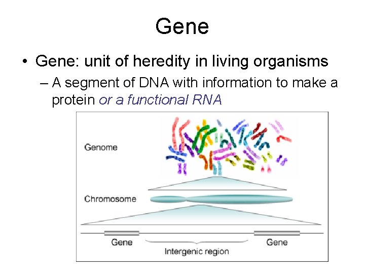 Gene • Gene: unit of heredity in living organisms – A segment of DNA
