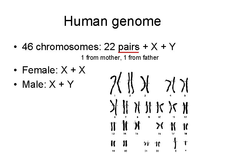 Human genome • 46 chromosomes: 22 pairs + X + Y 1 from mother,