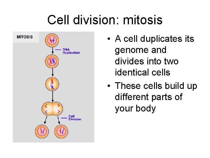 Cell division: mitosis • A cell duplicates its genome and divides into two identical