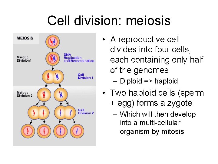 Cell division: meiosis • A reproductive cell divides into four cells, each containing only