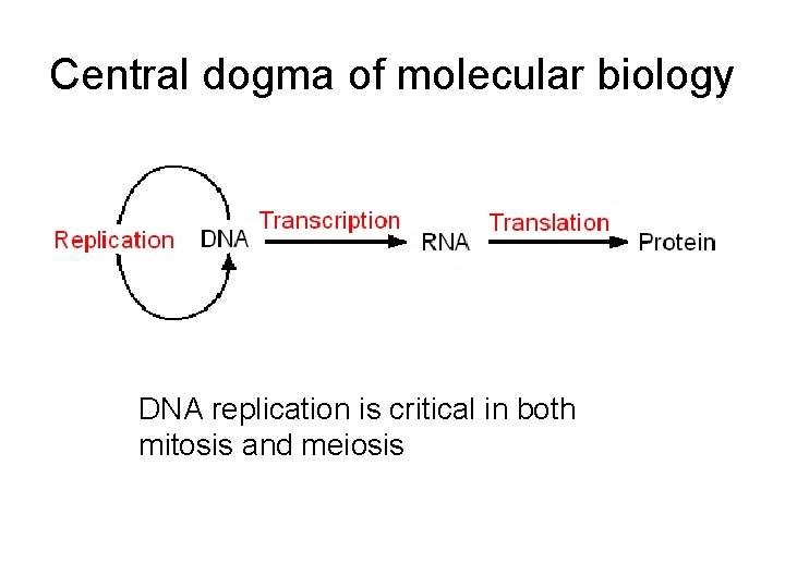 Central dogma of molecular biology DNA replication is critical in both mitosis and meiosis