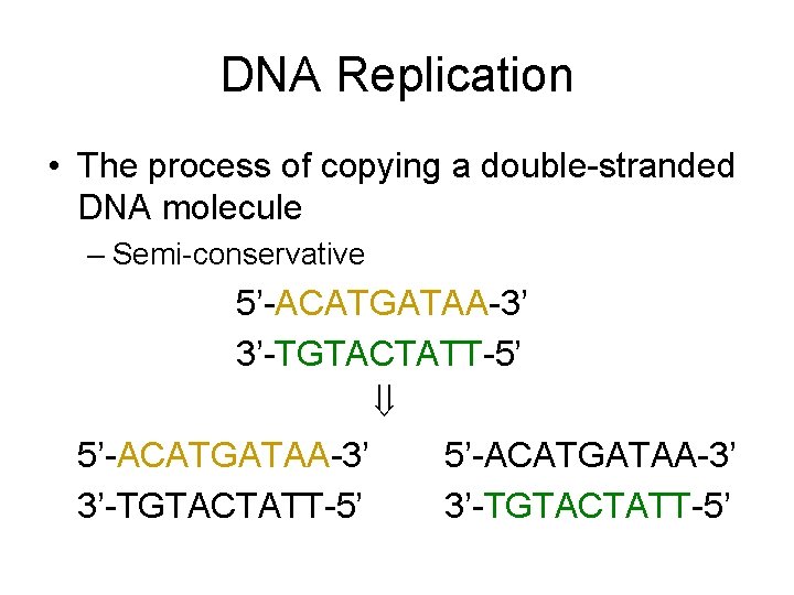 DNA Replication • The process of copying a double-stranded DNA molecule – Semi-conservative 5’-ACATGATAA-3’