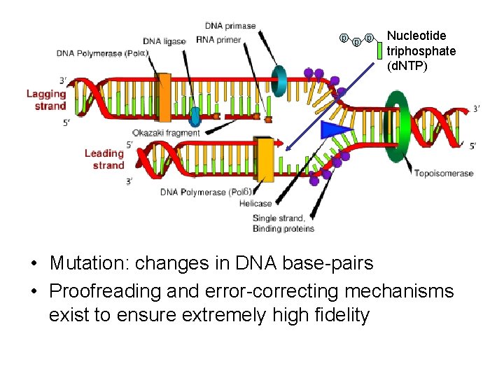 p p p Nucleotide triphosphate (d. NTP) • Mutation: changes in DNA base-pairs •