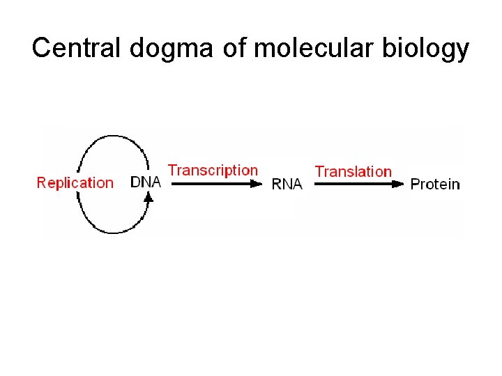 Central dogma of molecular biology 