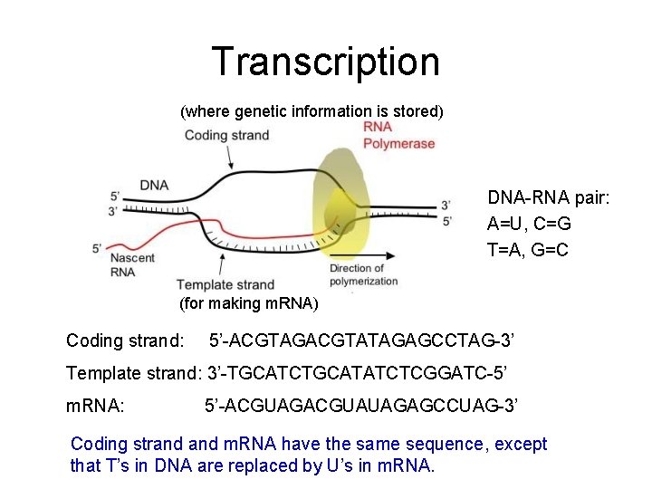 Transcription (where genetic information is stored) DNA-RNA pair: A=U, C=G T=A, G=C (for making