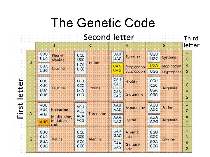The Genetic Code Third letter 