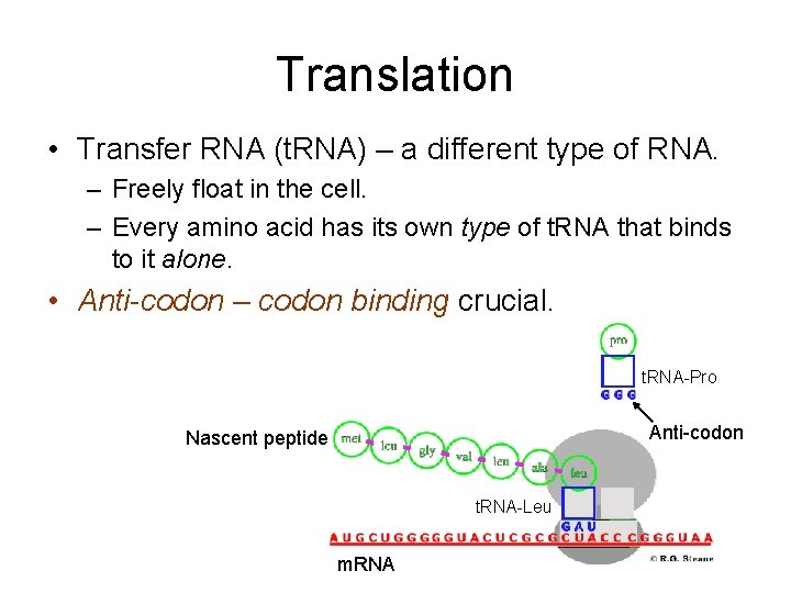 Translation • Transfer RNA (t. RNA) – a different type of RNA. – Freely