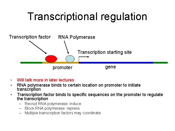 Transcriptional regulation Transcription factor RNA Polymerase Transcription starting site promoter • • • gene