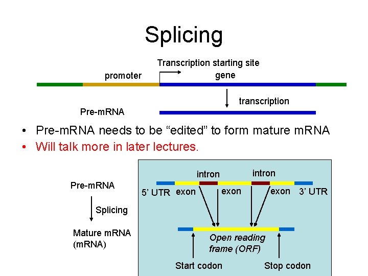 Splicing promoter Transcription starting site gene transcription Pre-m. RNA • Pre-m. RNA needs to