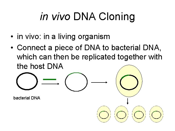 in vivo DNA Cloning • in vivo: in a living organism • Connect a