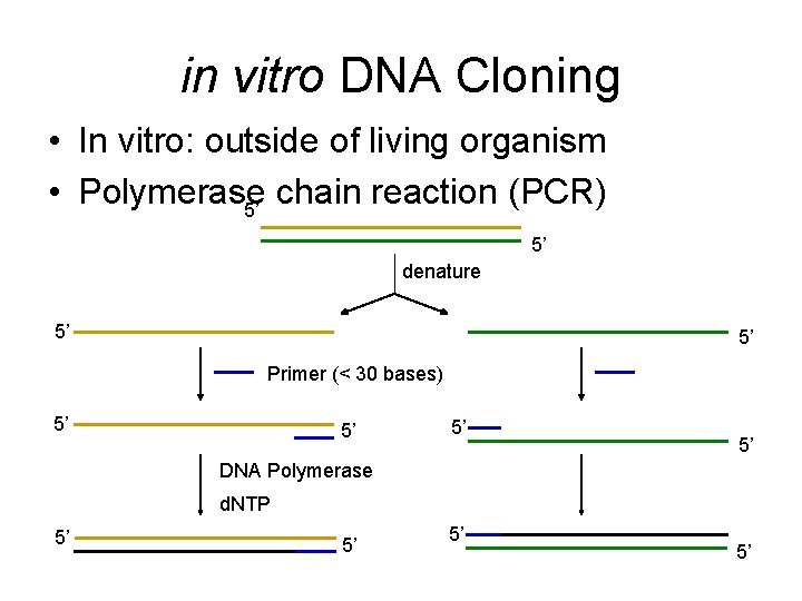 in vitro DNA Cloning • In vitro: outside of living organism • Polymerase chain