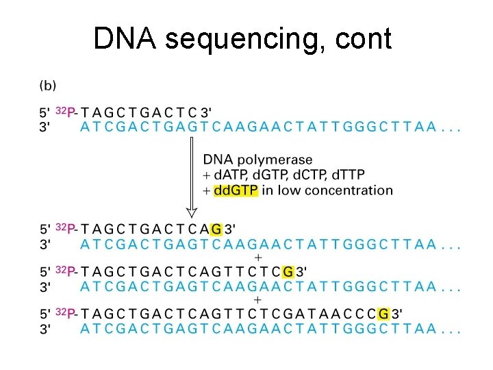 DNA sequencing, cont 