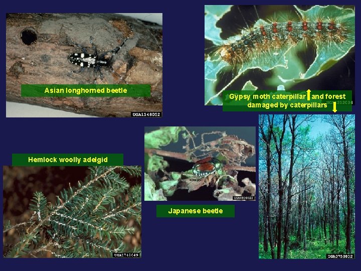 Asian longhorned beetle Gypsy moth caterpillar and forest damaged by caterpillars Hemlock woolly adelgid