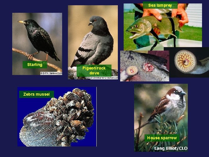 Sea lamprey Starling Pigeon/rock dove Zebra mussel House sparrow 