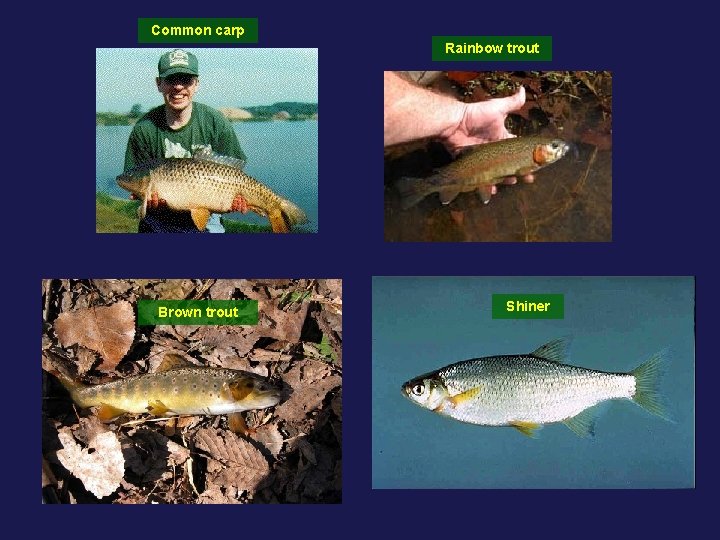 Common carp Rainbow trout Brown trout Shiner 