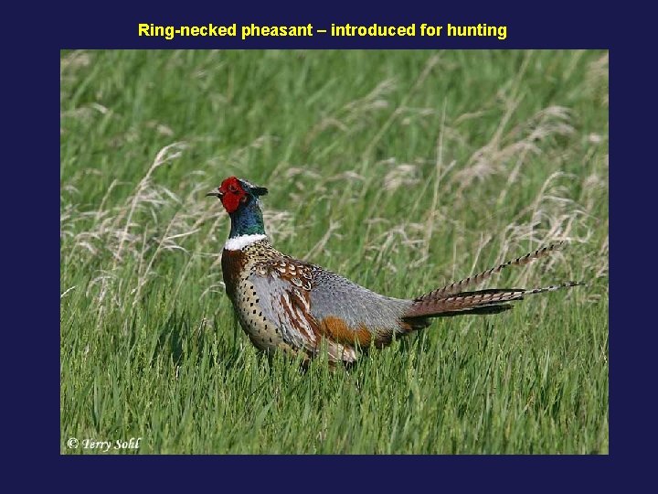 Ring-necked pheasant – introduced for hunting 