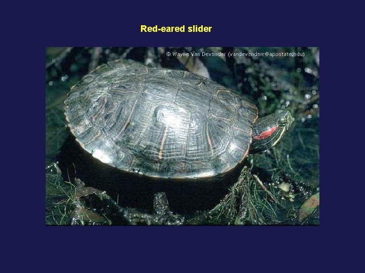 Red-eared slider 