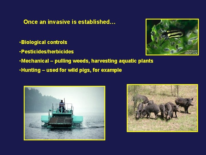 Once an invasive is established… • Biological controls • Pesticides/herbicides • Mechanical – pulling