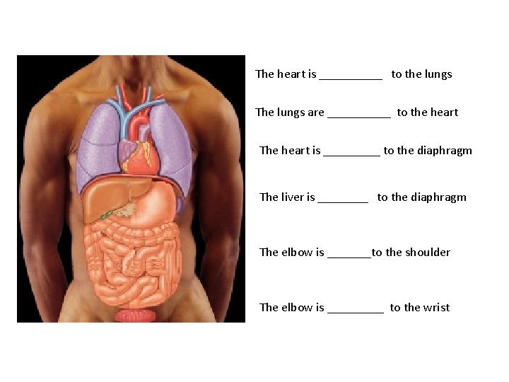 The heart is _____ to the lungs The lungs are _____ to the heart