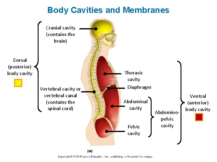 Body Cavities and Membranes Cranial cavity (contains the brain) Dorsal (posterior) body cavity Vertebral
