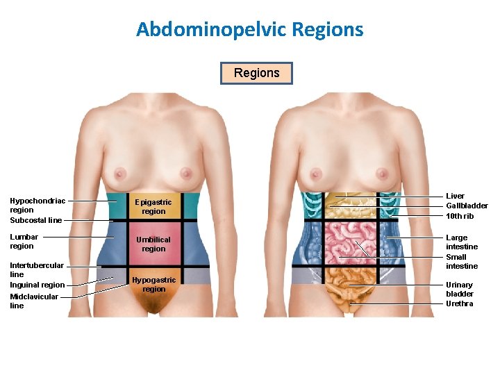 Abdominopelvic Regions Hypochondriac region Subcostal line Epigastric region Lumbar region Umbilical region Intertubercular line