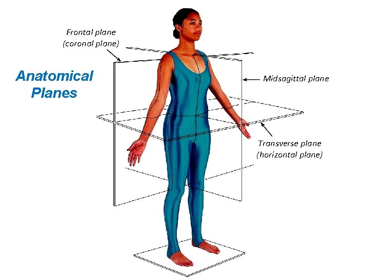 Frontal plane (coronal plane) Anatomical Planes Midsagittal plane Transverse plane (horizontal plane) 