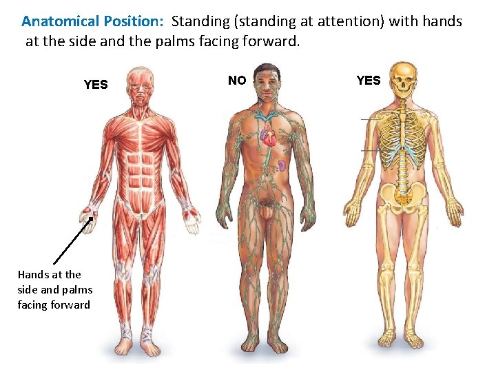 Anatomical Position: Standing (standing at attention) with hands at the side and the palms