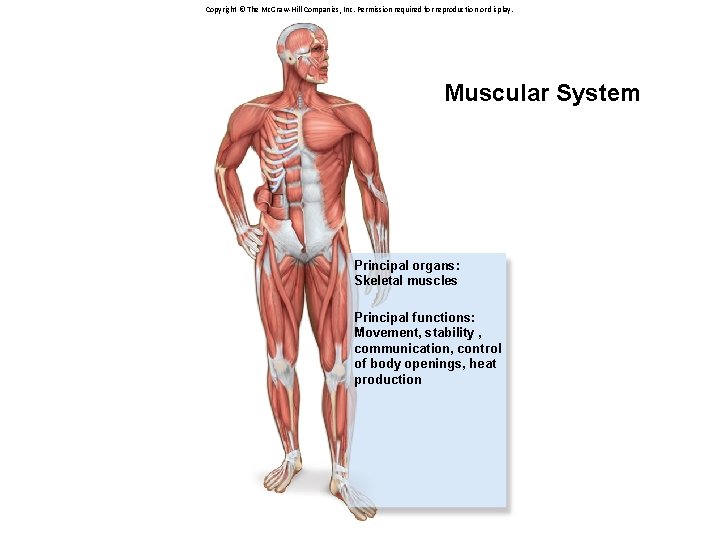 Copyright © The Mc. Graw-Hill Companies, Inc. Permission required for reproduction or display. Muscular