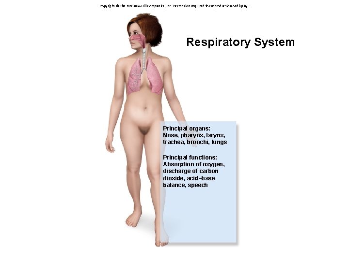 Copyright © The Mc. Graw-Hill Companies, Inc. Permission required for reproduction or display. Respiratory