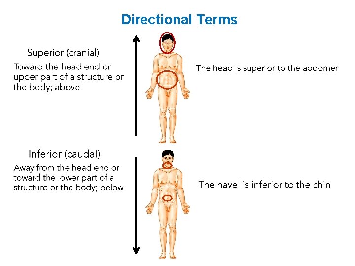 Directional Terms 