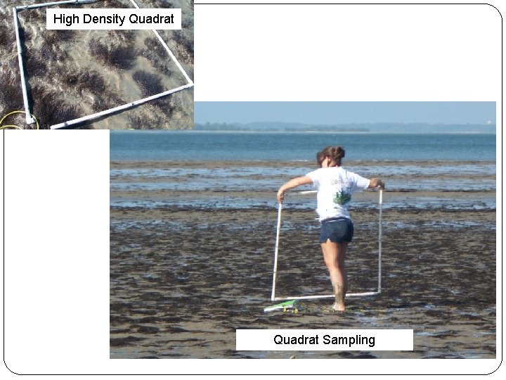 High Density Quadrat Sampling 