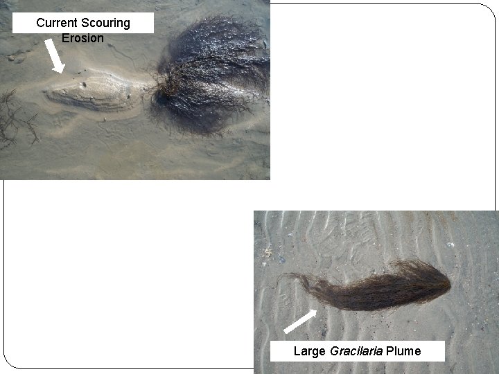 Current Scouring Erosion Large Gracilaria Plume 