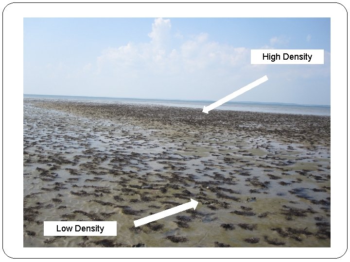 High Density Low Density 