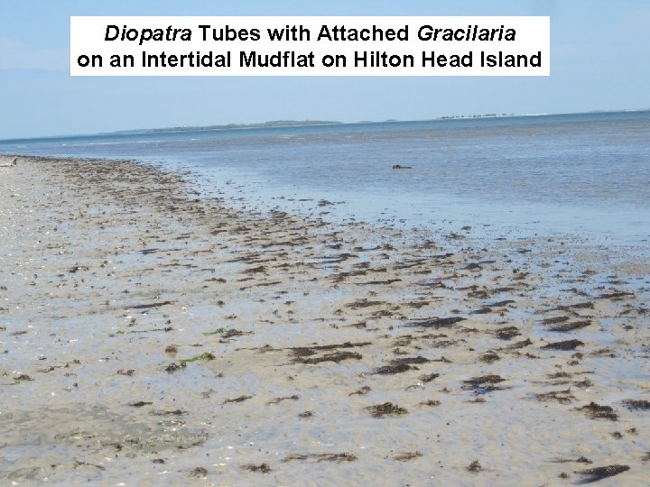 Diopatra Tubes with Attached Gracilaria on an Intertidal Mudflat on Hilton Head Island 