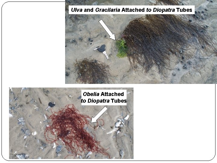 Ulva and Gracilaria Attached to Diopatra Tubes Obelia Attached to Diopatra Tubes 