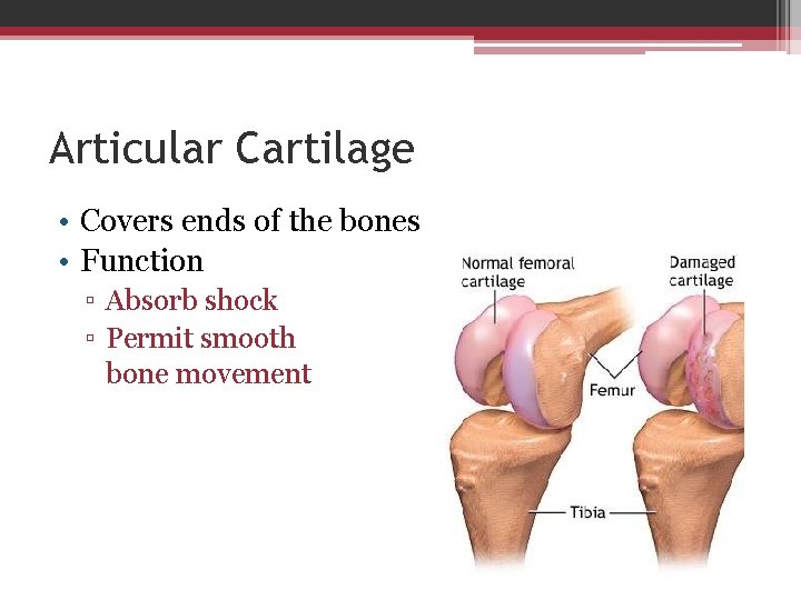 Articular Cartilage • Covers ends of the bones • Function ▫ Absorb shock ▫