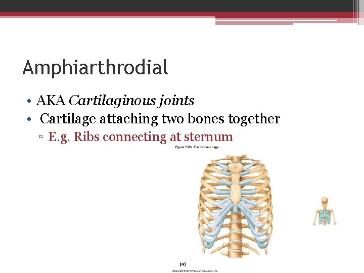 Amphiarthrodial • AKA Cartilaginous joints • Cartilage attaching two bones together ▫ E. g.