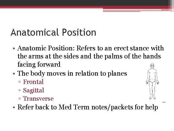 Anatomical Position • Anatomic Position: Refers to an erect stance with the arms at