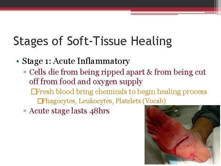 Stages of Soft-Tissue Healing • Stage 1: Acute Inflammatory ▫ Cells die from being
