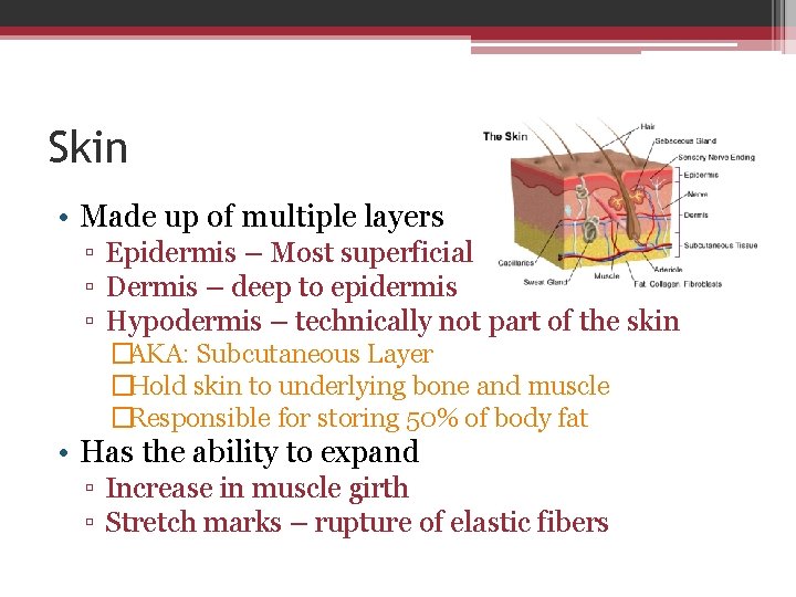 Skin • Made up of multiple layers ▫ Epidermis – Most superficial ▫ Dermis