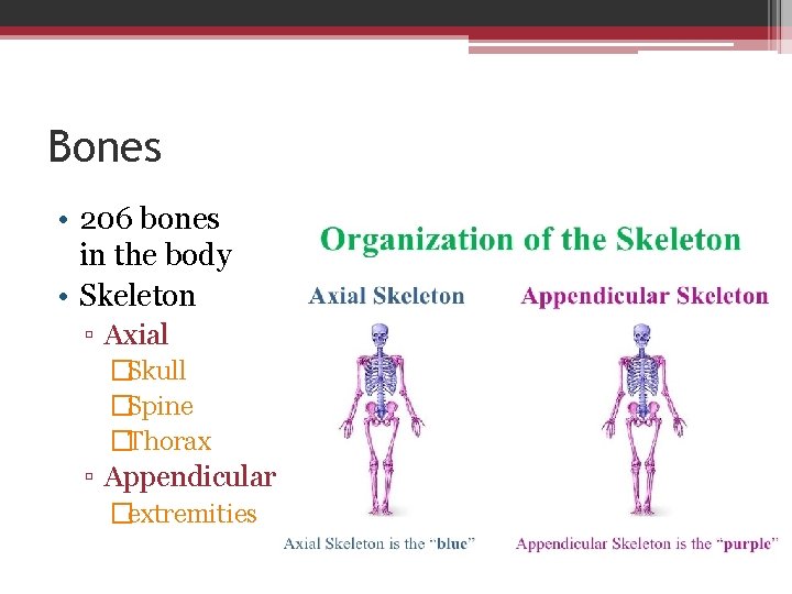 Bones • 206 bones in the body • Skeleton ▫ Axial �Skull �Spine �Thorax