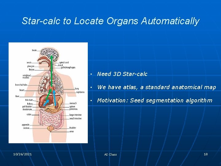 Star-calc to Locate Organs Automatically • Need 3 D Star-calc • We have atlas,