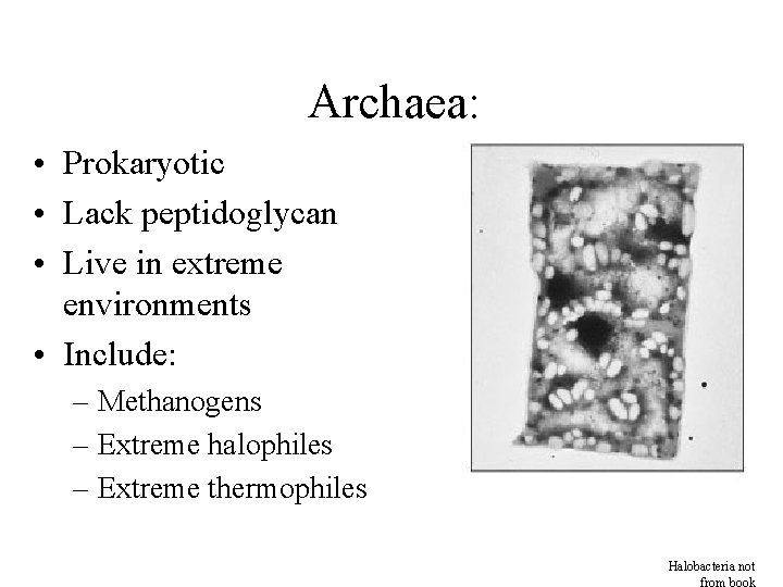 Archaea: • Prokaryotic • Lack peptidoglycan • Live in extreme environments • Include: –